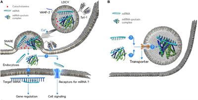 MicroRNA Exocytosis by Vesicle Fusion in Neuroendocrine Cells